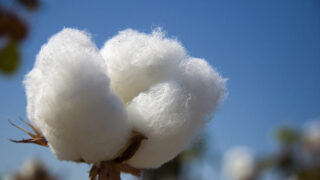 Cotton