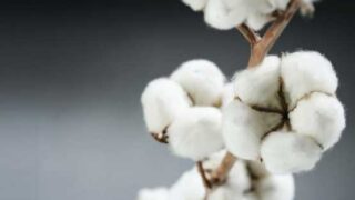 Cotton