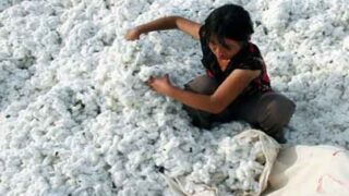 Cotton