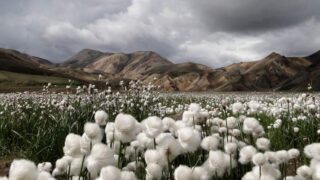 Cotton