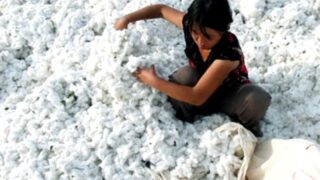 Cotton