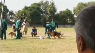 Dog Center