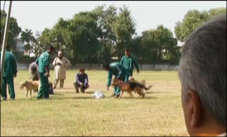 اسپیشل برانچ کے ملازم اور ڈاگ سینٹر کے انچارج نے لاکھوں روپے کا کتا کھو دیا