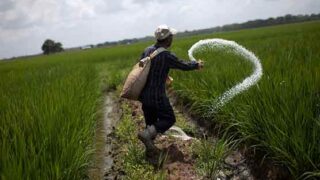 Urea