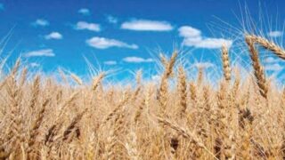 Wheat