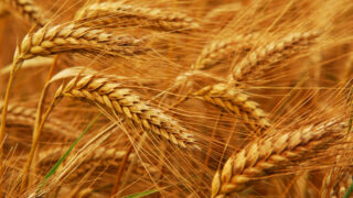 Wheat