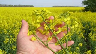 Agriculture