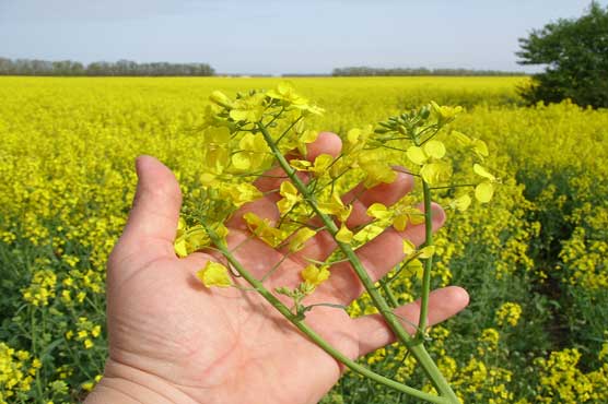 Agriculture