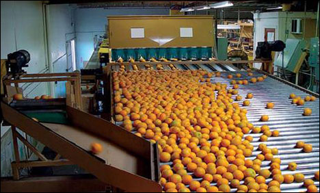 بھارت کے بعد یورپ میں پاکستانی آم پربھی پابندی کی تلوار لٹکنے لگی