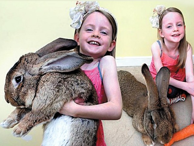 سال بھر میں  25  سو پاؤنڈ خوراک کھانیوالا دنیا کا سب سے بڑا خرگوش