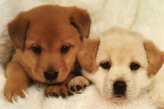 دبئی میں پالتو جانوروں کی ٹیکسی سروس کی مقبولیت