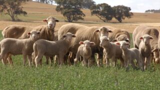 Australian, Sheep
