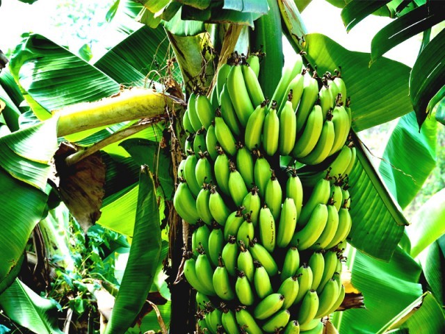 کراچی میں کیلے کی قیمت  100  روپے درجن تک جا پہنچی