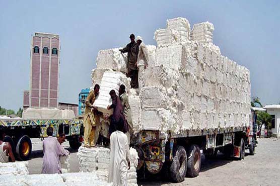 روئی کی پیداوار پچھلے سال سے تین اعشاریہ چھ فیصد زائد رہی