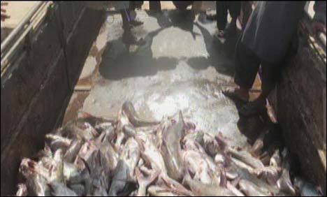 گڈانی میں ایک ماہی گیر کے جال میں ہزاروں مچھلیاں پھنس گئیں