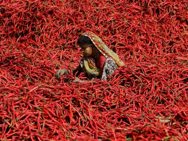 بھارتی آموں کے بعد مرچوں کی درآمد پربھی پابندی لگا دی گئی