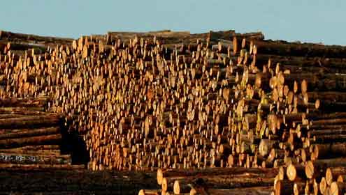 برما سے پاکستان کو لکڑی کی برآمد پر پابندی عائد
