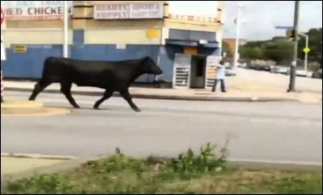 مذبح خانے سے فرار بیل نے پولیس کی دوڑیں لگوادیں