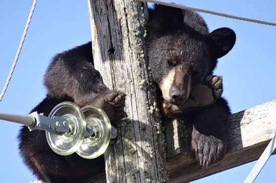 ریچھ تھکن دور کرنے کیلئے بجلی کے کھمبے پر سو گیا