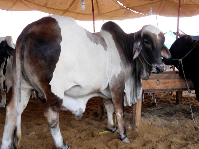 بچھڑے پال کر دوسرے ممالک کو گوشت  برآمد کر کے بھاری زرمبادلہ کمایا جا  سکتا ہے۔چوہدری عبداللطیف