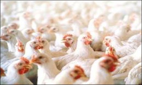 رمضان سے قبل مرغی کے گوشت کی قیمت میں اضافہ