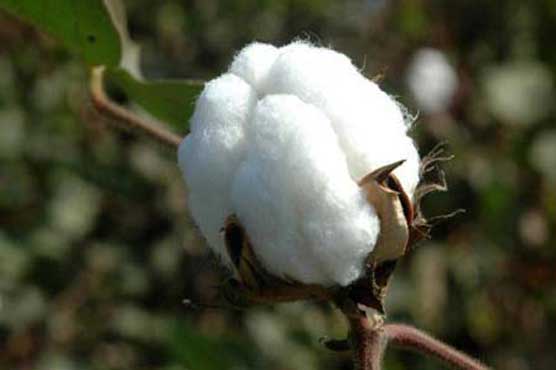 ملک میں کاٹن جننگ سیزن کا آغاز ہو گیا