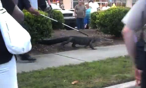 امریکا میں شاپنگ کا شوقین مگرمچھ شاپنگ سینٹر جا پہنچا