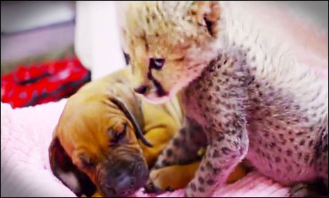 ننھے چیتے کی ڈوگی سے پہلی ملاقات