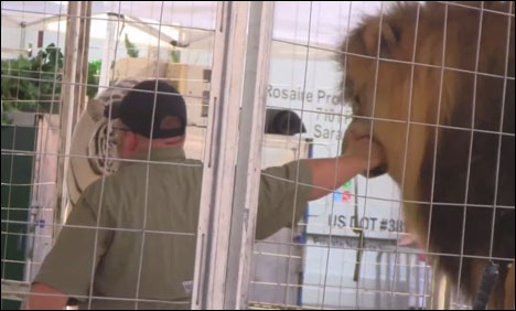 ببرشیر کے منہ میں ہاتھ ڈالنے والا نڈر اور بہادر ٹرینر