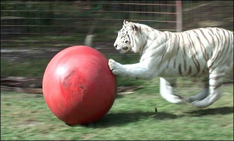 White Tiger