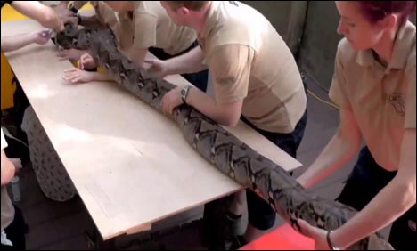 برطانوی چڑیا گھر میں 60 کلو وزنی اژدہے کا الٹرا سائونڈ