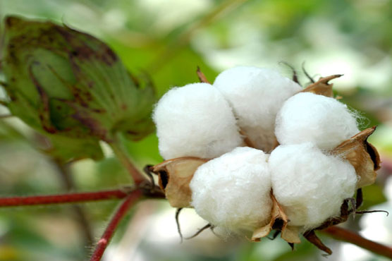 Cotton