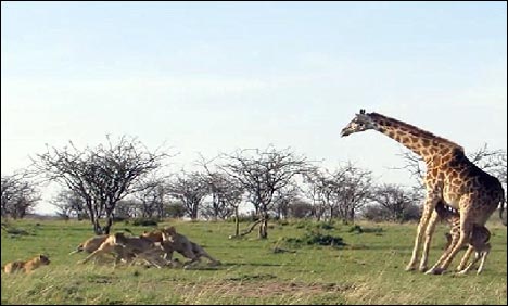 دبنگ زرافے نے شیروں کو دم دبا کر بھاگنے پر مجبور کردیا