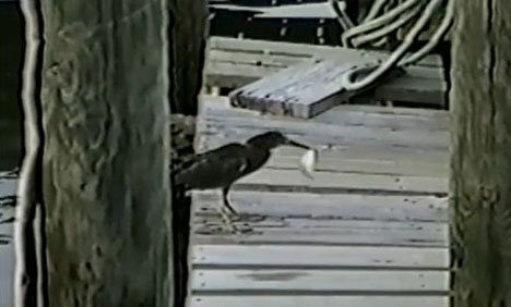 ننھا پرندہ بھی ماہر شکاری نکلا