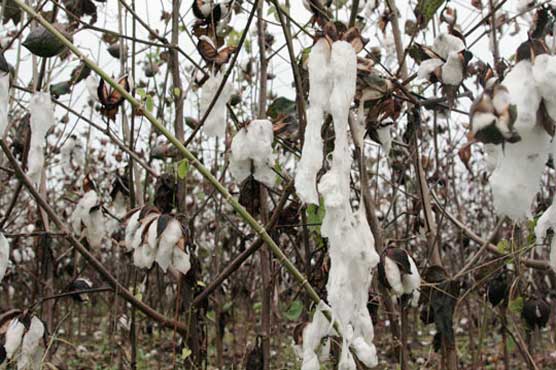 ملتان، بارشوں سے کپاس کی فصل کو نقصان ، سنڈیوں کا حملہ