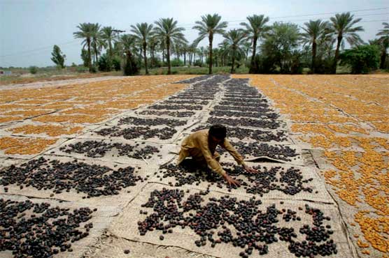 بلوچستان کھجور پیدا کرنے والا اہم علاقہ