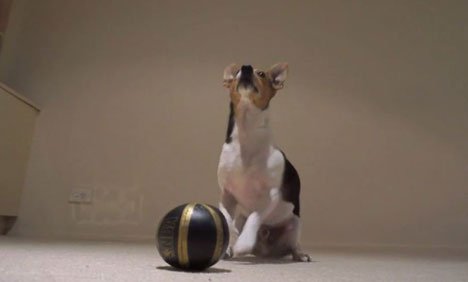 ڈوگی میاں بھی باسکٹ بال کھیلنے کے ماہر نکلے