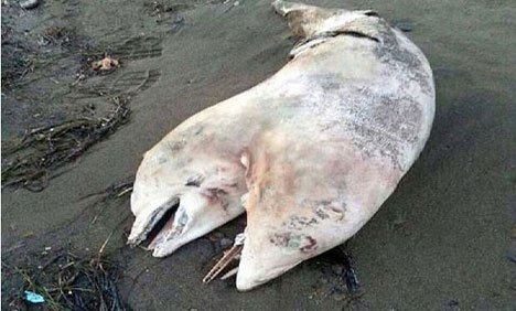 ترکی کے ساحل پر دو سروں والی حیرت انگیز ڈولفن