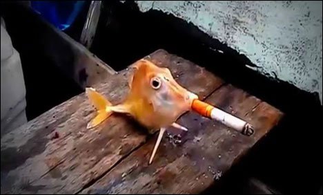 سگریٹ کے کش لگاتی دھواں اڑاتی مچھلی نے انٹرنیٹ پر تہلکہ مچا دیا