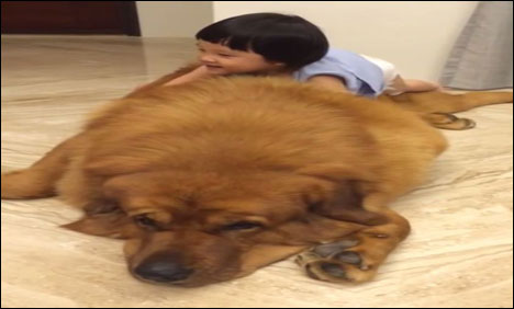 ننھی بچی اور ڈاگی میاں کی انوکھی دوستی