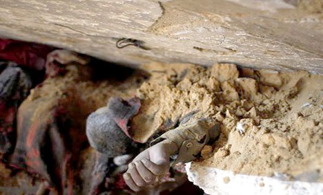 اسرائیلی بمباری سے 24 گھنٹے میں مزید 150 فلسطینی شہید