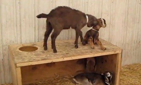 بی بکری نے دوستی کی اعلیٰ مثال قائم کر دی