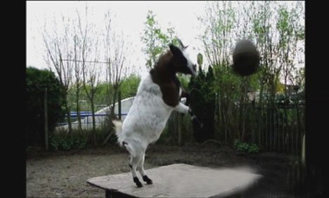 نیدر لینڈ زکا فٹ بالر بکرا