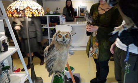 جاپان کے منفرد اُلو کیفے کی مقبولیت