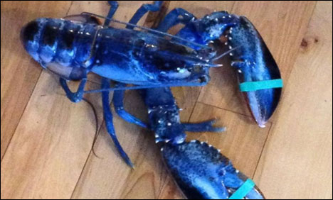 امریکا میں نیلے رنگ کا نایاب جھینگا پکڑا گیا