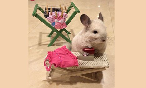 کھلونوں سے کھیلنے کا شوقین ذہین ننھا چوہا