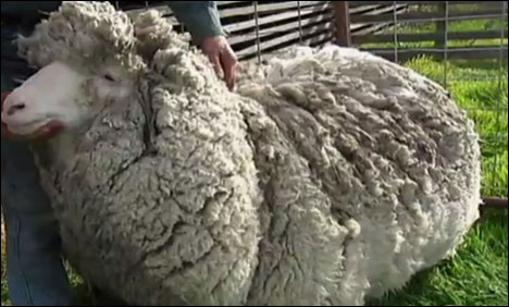 تسمانیا میں 20 کلو وزنی بالوں کی حامل بھیڑ
