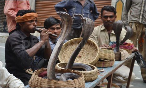 بھارتی ریاست اترپردیش میں سانپوں کامذہبی تہوار منایا گیا