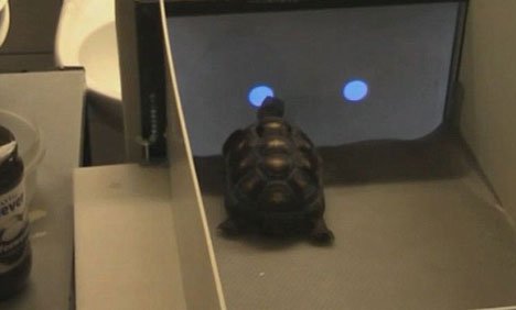 اب کچھوے بھی ٹچ اسکرین ٹیکنالوجی استعمال کرنے لگے