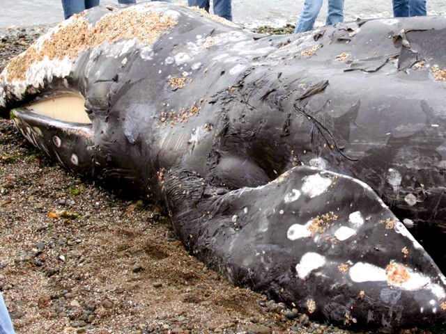 ابراہیم حیدری، سمندر سے 70 فٹ لمبی اور 200 ٹن وزنی مردہ وہیل ملی